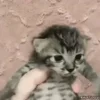 Video sticker 😨 Kittens 2 @xkysluv