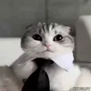 Video sticker 🤵‍♂️ Kittens 2 @xkysluv