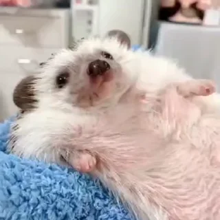Sticker 🦔 Пиздатый стикер пак от @MusicHiD — @stckrRobot)