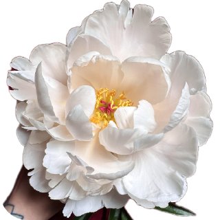 Video sticker 🌸 Bri