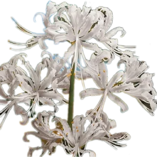 Telegram sticker 🌸 Bri