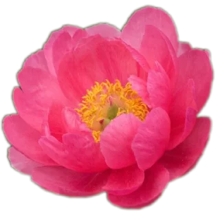 Video sticker 🌸 Bri