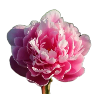 Video sticker 🌸 Bri