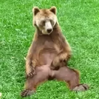 Video sticker 🥱 Больше стикеров тут: @allstickers_tg