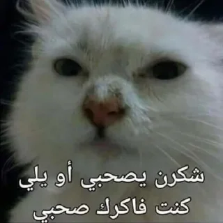 Video sticker 🕸️ @lSSS1