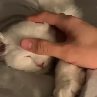 Video sticker 🤍 катята :: @fStikBot
