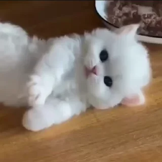 Video sticker 🥺 катята :: @fStikBot