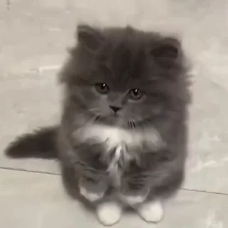 Video sticker 😵 катята :: @fStikBot