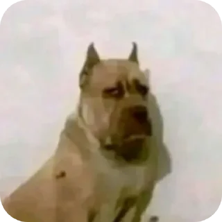 Телеграм стикер 🐶 🆒