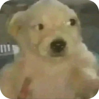 Video sticker 🐶 🆒