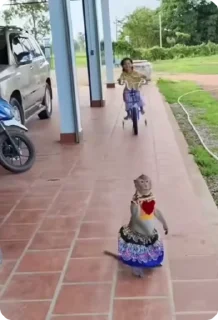 Video sticker 🌟 အများပြောတဲ့၀ူခုံး ဖာသည်မမသုံးရ:: @fStikBot