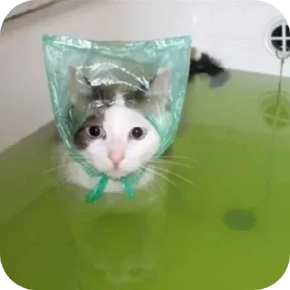 Telegram sticker 🐱 Больше стиков тут: @stikery4