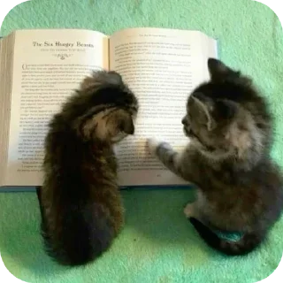 Telegram sticker 🐱 Больше стиков тут: @stikery4