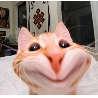 Video sticker 😅 سلام دختری؟؟