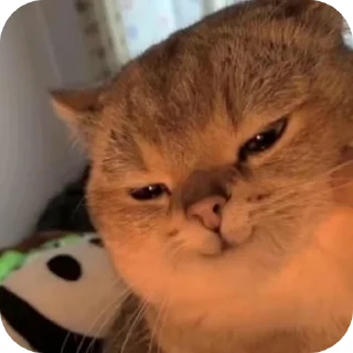 Telegram stiker 🐱 hehuxsha
