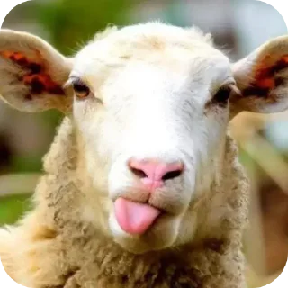 Video sticker 🐏 хрю хрю