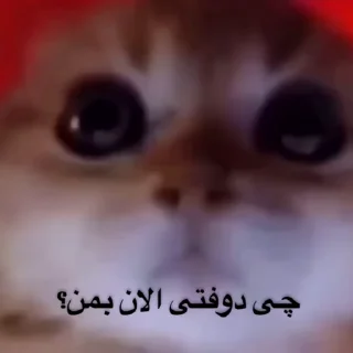 Video sticker 🐾 ❮̶͟͞҈҉͓͓҃҄ͯͯͯ͜͡͝͞🔞❯̶̵̽̽͟͞ ̶̸̷̽❰ @mr_351‌ ❱ ̶͟͞❮̶̲̅͟͞҉҈̸̷͓͓֠̽̽💧̶̲