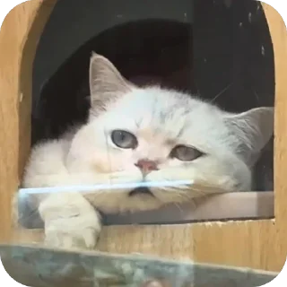 Video sticker 🫥 Belle’s