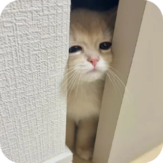Телеграм стикер 🐱 silly kets ; @No_Longer_Homan