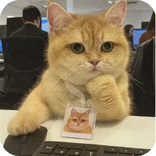 Sticker 🐱 silly kets ; @No_Longer_Homan