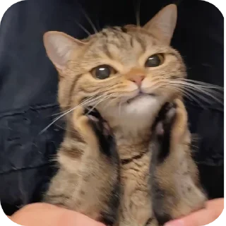 Телеграм стикер 🐱 silly kets ; @No_Longer_Homan