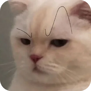 Video sticker 🤲 silly kets ; @No_Longer_Homan