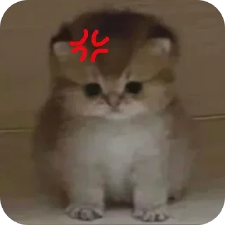 Телеграм стикер 🐱 silly kets ; @No_Longer_Homan