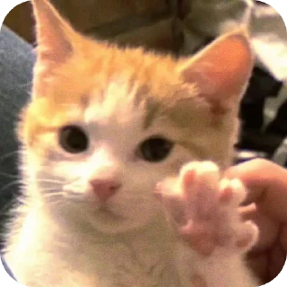 Телеграм стикер 🐱 silly kets ; @No_Longer_Homan