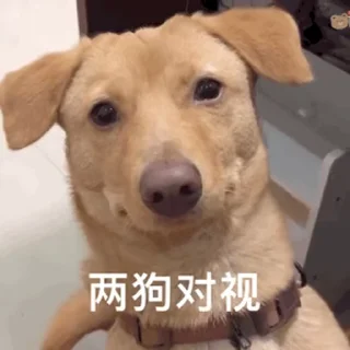 Video sticker 😃 阿呆（海外号商） @w8422