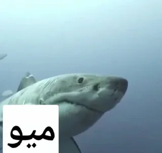 Sticker 🙁 افسارگسیختگان🎇