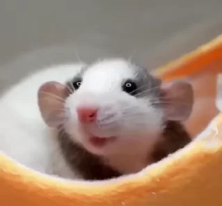 Video sticker 🙂 @round_stickers