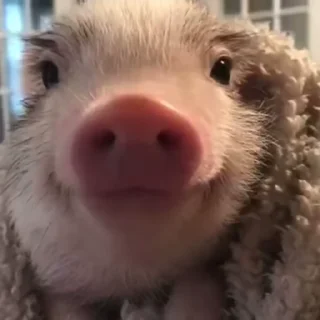 Video sticker 😈 @round_stickers