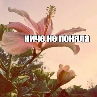 Телеграм стикер 🤓 Пикми🎀 :: @fStikBot