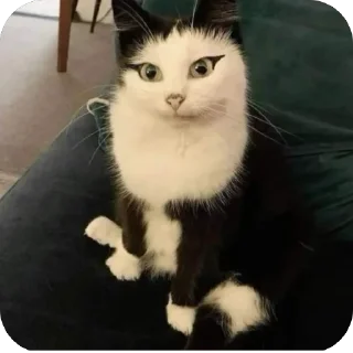 Telegram stiker 🐱 حزمة جوهر:: @fStikBot