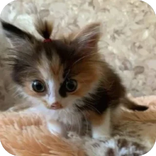 Video sticker 🐘 حزمة جوهر:: @fStikBot