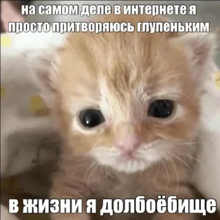 Sticker 😼 Больше стиков тут: @stikery4