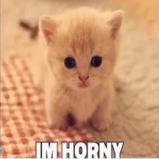 Video sticker 😼 Больше стиков тут: @stikery4