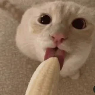 Video sticker 🎁 Больше стиков тут: @stikery4