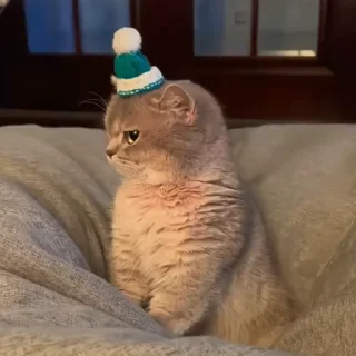 Video sticker 🐱 𝘽𝙄𝙇𝙇𝙐   @GIFS_4U