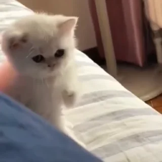 Video sticker 💜 𝘽𝙄𝙇𝙇𝙐   @GIFS_4U