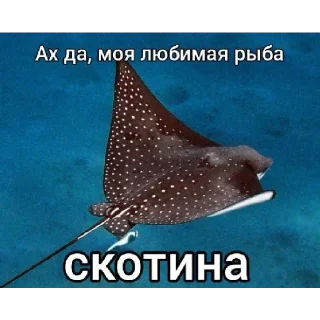 Video sticker 😠 мем | via @StickedApp_bot