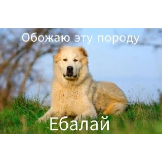Telegram sticker 🐕 мем | via @StickedApp_bot