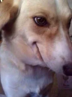 Telegram sticker 😏 Lobinhoooo