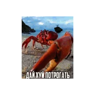 Video sticker 👍 Залупень от @Mabicher