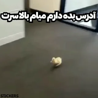 Video sticker 🦆 @stjckers @gpstick @Majazinoo_accbot