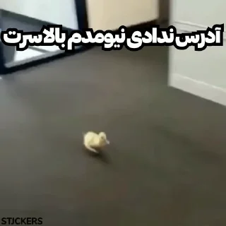 Video sticker 🦆 @stjckers @gpstick @Majazinoo_accbot