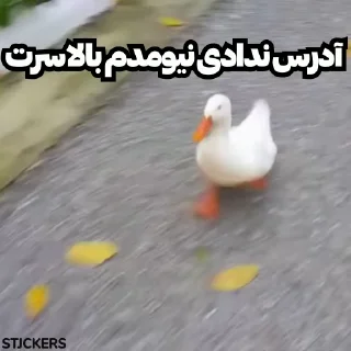 Video sticker 🦆 @stjckers @gpstick @Majazinoo_accbot