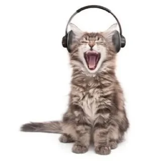 Telegram sticker 🎧 коты чувствуют, как и я❗️★