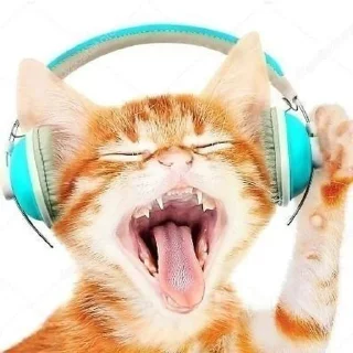 Telegram sticker 🎧 коты чувствуют, как и я❗️★