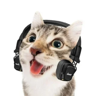 Telegram sticker 🎧 коты чувствуют, как и я❗️★